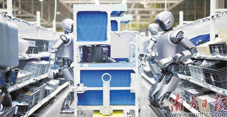 優(yōu)必選工業(yè)人形機器人在工廠開展協(xié)同實訓。 南方日報記者 朱洪波 通訊員 羅艷 攝